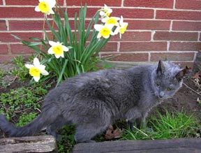 Meeper, our old gray cat. ©Susan Shie 2006.