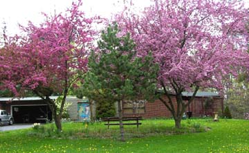 Spring in Wooster this year.©Susan Shie 2006.