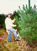 Jimmy digging up Annie the tree.