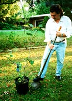 Jimmy planting my birthday magnolia.