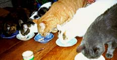 Our flock of cats, manging down at breakfast.