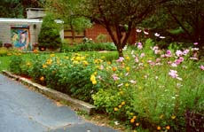 Flowers by the driveway Susan Shie 2001.