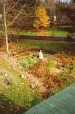 Garden viewed from the roof!